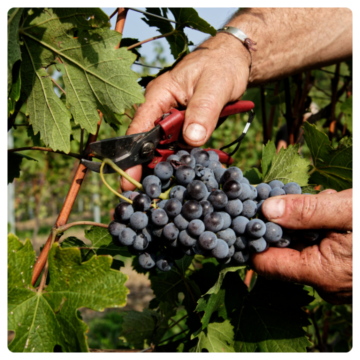 720X720 Wine Industry