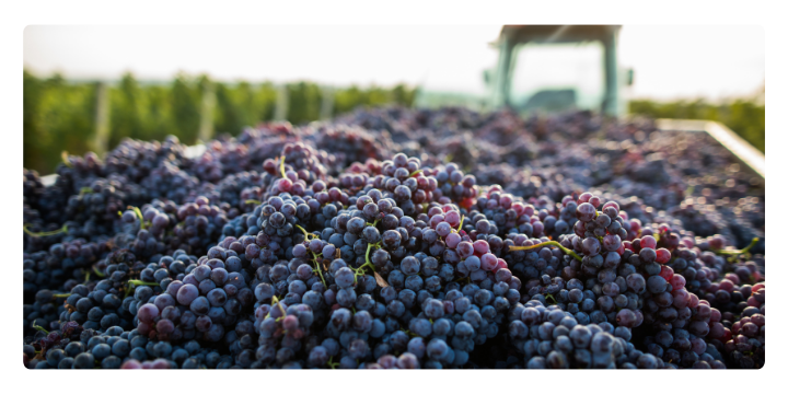 720X360 Wine Industry (1)