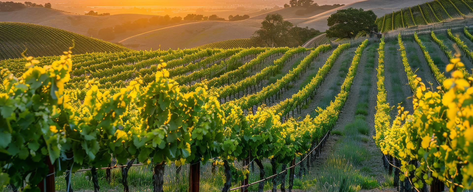 Header Image Wine Industry